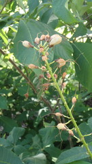Aesculus parviflora