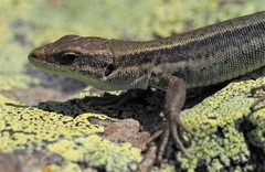 Iberolacerta aurelioi