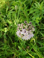 Allium cernuum
