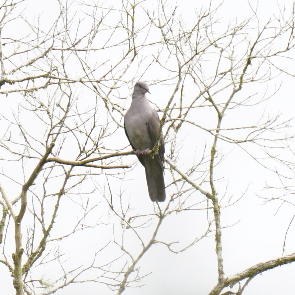Plumbeous Pigeon (Patagioenas plumbea), photo 4