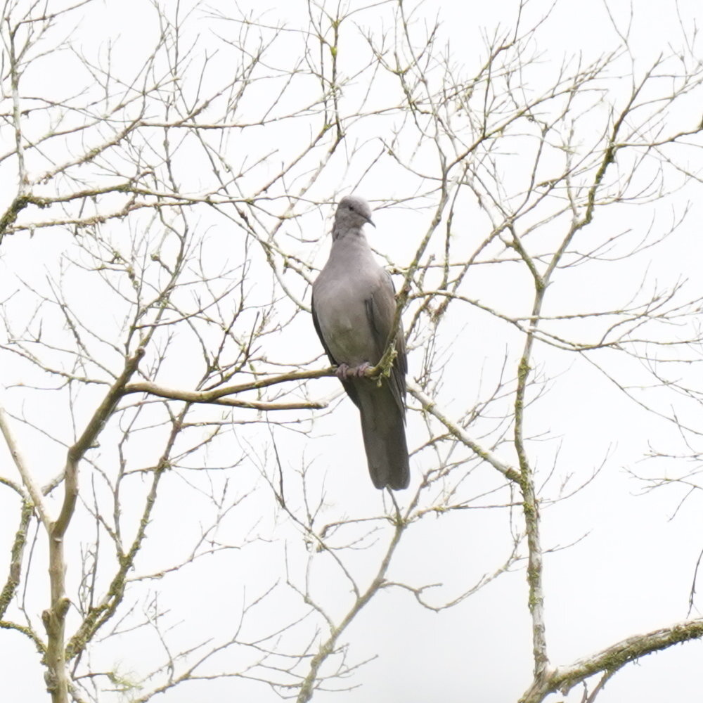 Plumbeous Pigeon (Patagioenas plumbea), photo 5