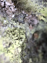 Microcalicium arenarium