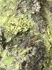 Microcalicium arenarium