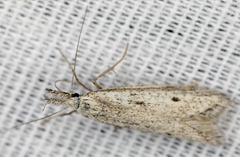 Pleurota albastrigulella