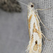 Ypsolopha angelicella - Photo (c) Paul G. Johnson, some rights reserved (CC BY-NC-SA), uploaded by Paul G. Johnson
