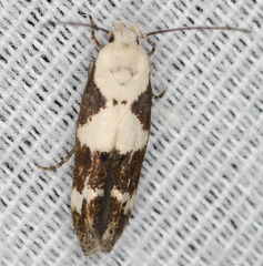Mompha circumscriptella