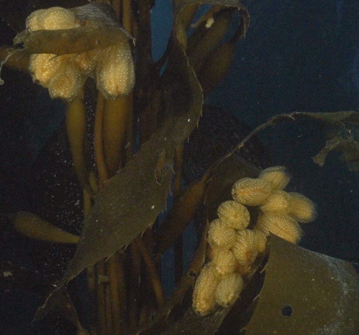 Sycozoa sigillinoides Lesson, 1830