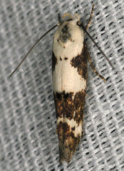 Mompha circumscriptella