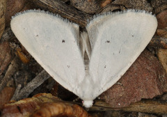 Grotellaforma lactea