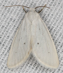 Grotellaforma lactea