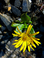 Doronicum