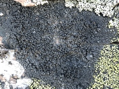 Rhizocarpon geminatum