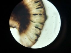 Rhizocarpon geminatum