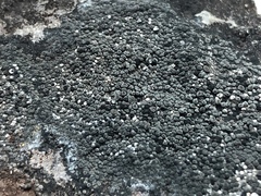 Rhizocarpon geminatum