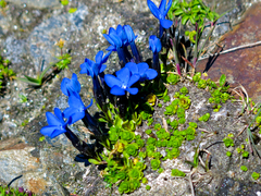 Gentiana bavarica