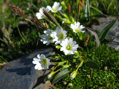 Cerastium uniflorum
