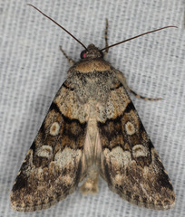 Sympistis homogena