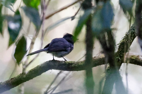 White-tailed Crested Flycatcher (Elminia albonotata), photo 5