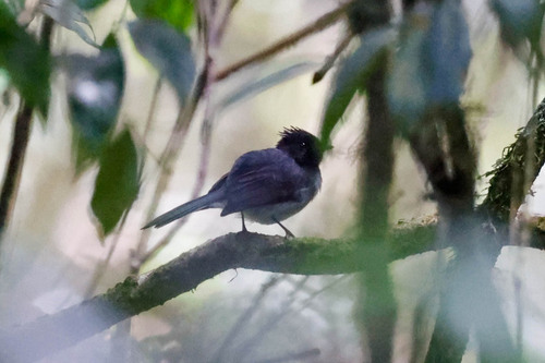 White-tailed Crested Flycatcher (Elminia albonotata), photo 5
