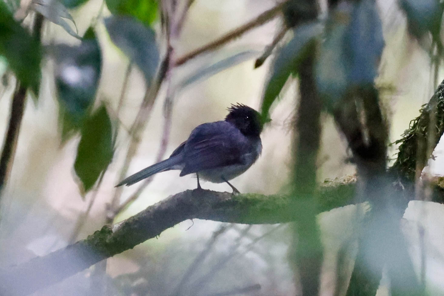 White-tailed Crested Flycatcher (Elminia albonotata), photo 3