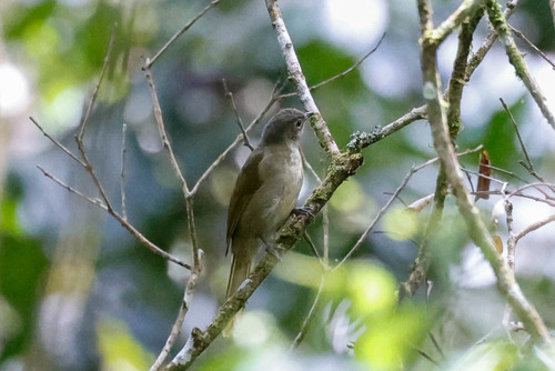 Shelley's Greenbul (Arizelocichla masukuensis), photo 6
