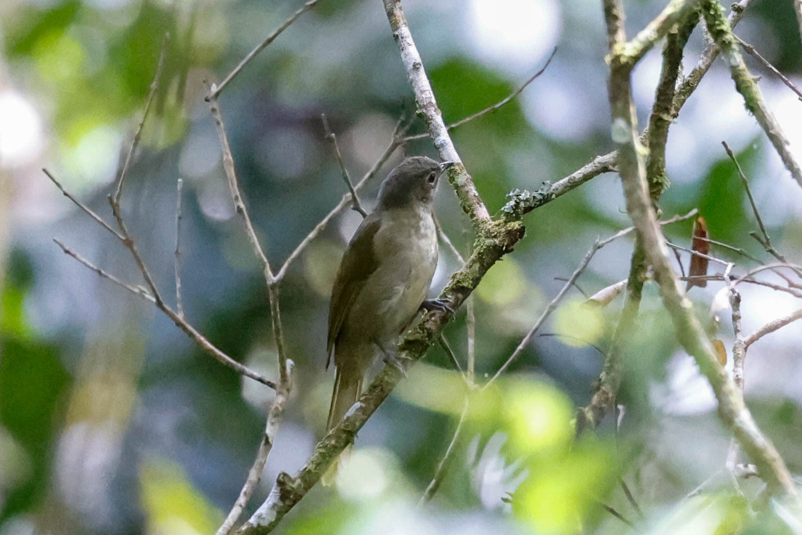 Shelley's Greenbul (Arizelocichla masukuensis), photo 4