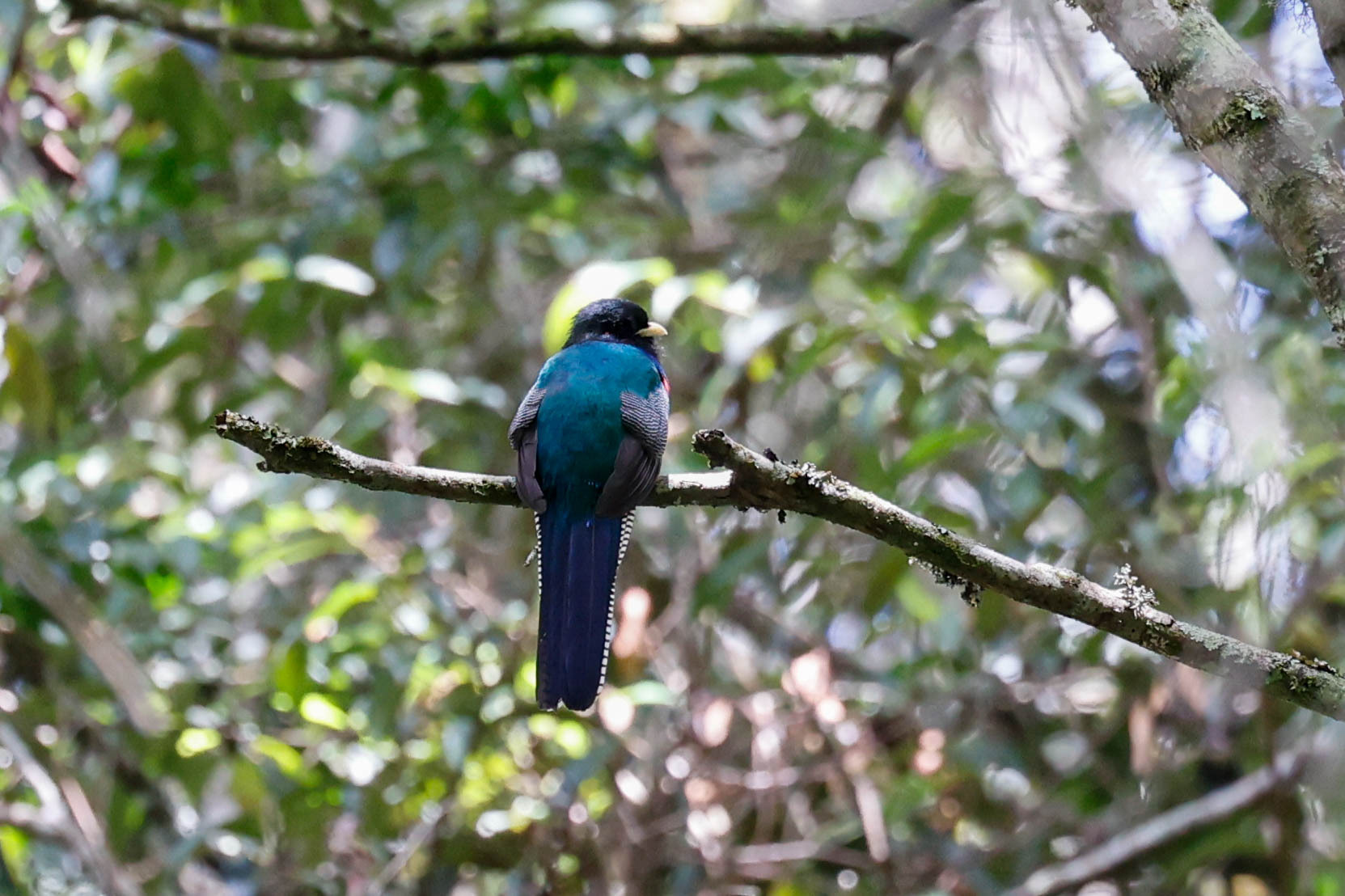 Bar-tailed Trogon (Apaloderma vittatum), photo 7