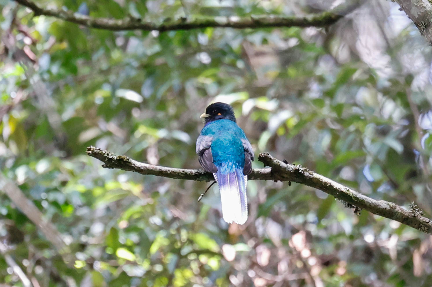Bar-tailed Trogon (Apaloderma vittatum), photo 6