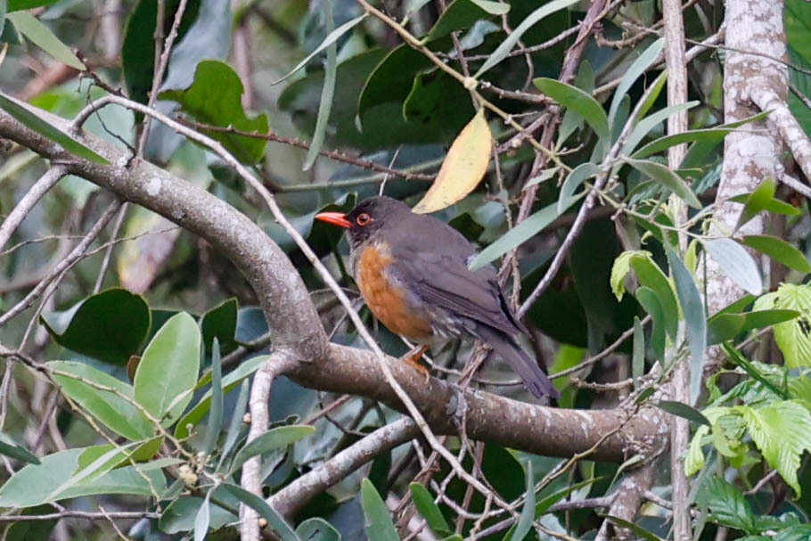 Usambara Thrush illustration