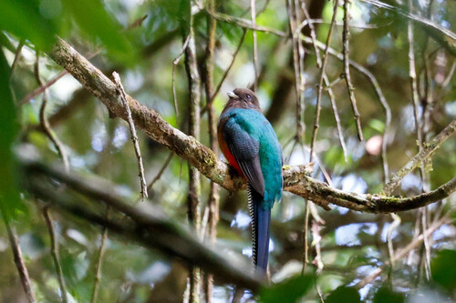 Bar-tailed Trogon (Apaloderma vittatum), photo 8