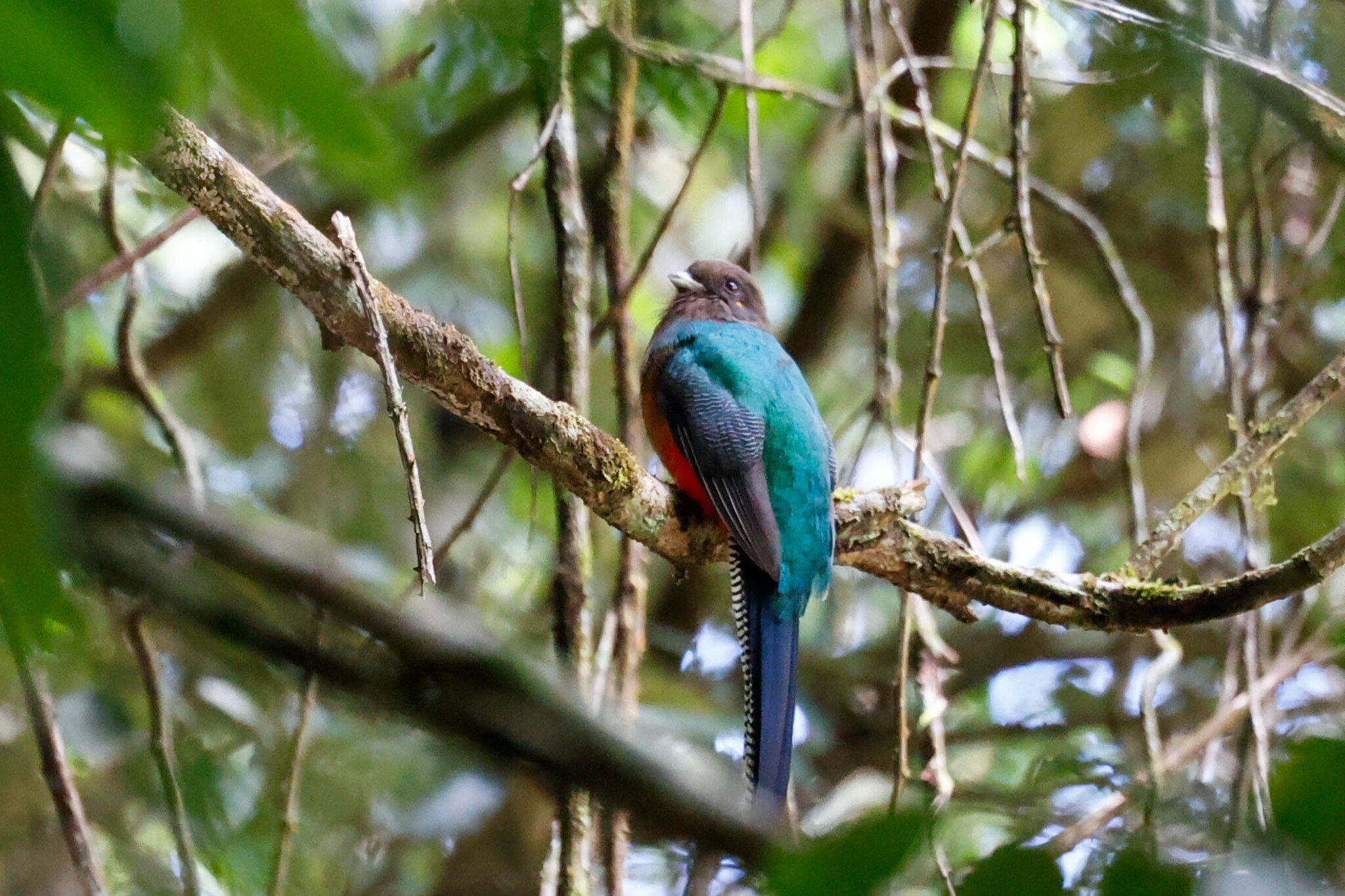 Bar-tailed Trogon (Apaloderma vittatum), photo 5