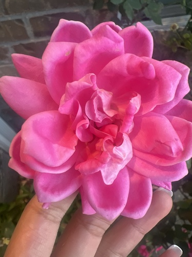 Cacto-orquídea