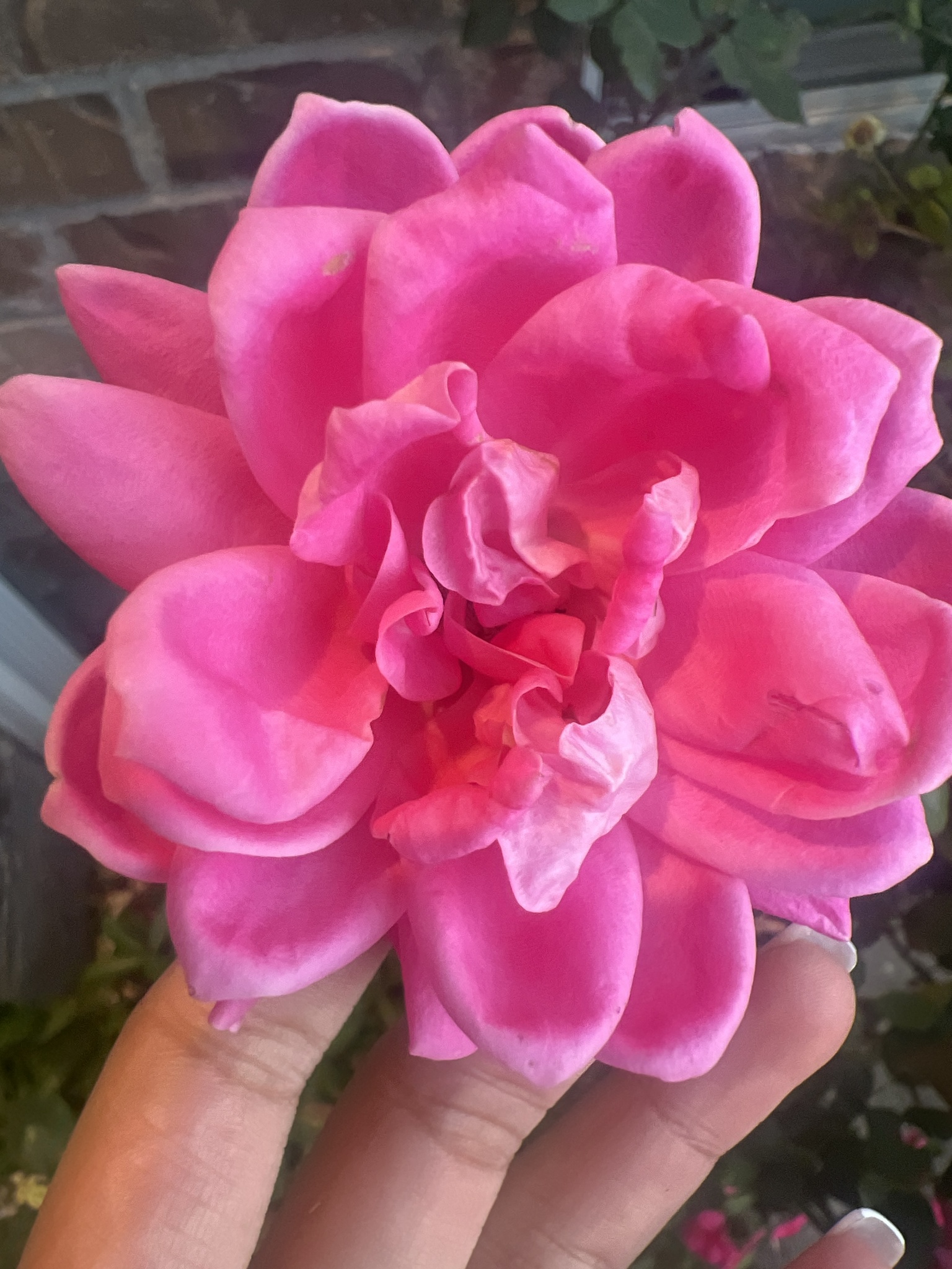 Imagem de Cacto-orquídea