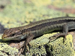 Iberolacerta aurelioi