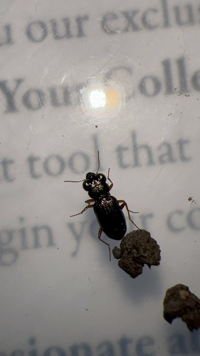 Brassy Big-eyed Beetle photo 3