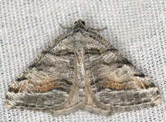 Macaria colata