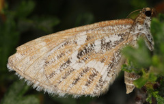 Stamnodes marmorata