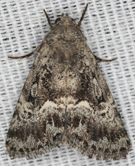 Stylopoda modestella