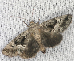 Stylopoda modestella