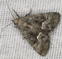 Stylopoda modestella