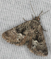 Stylopoda modestella