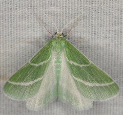 Synchlora bistriaria