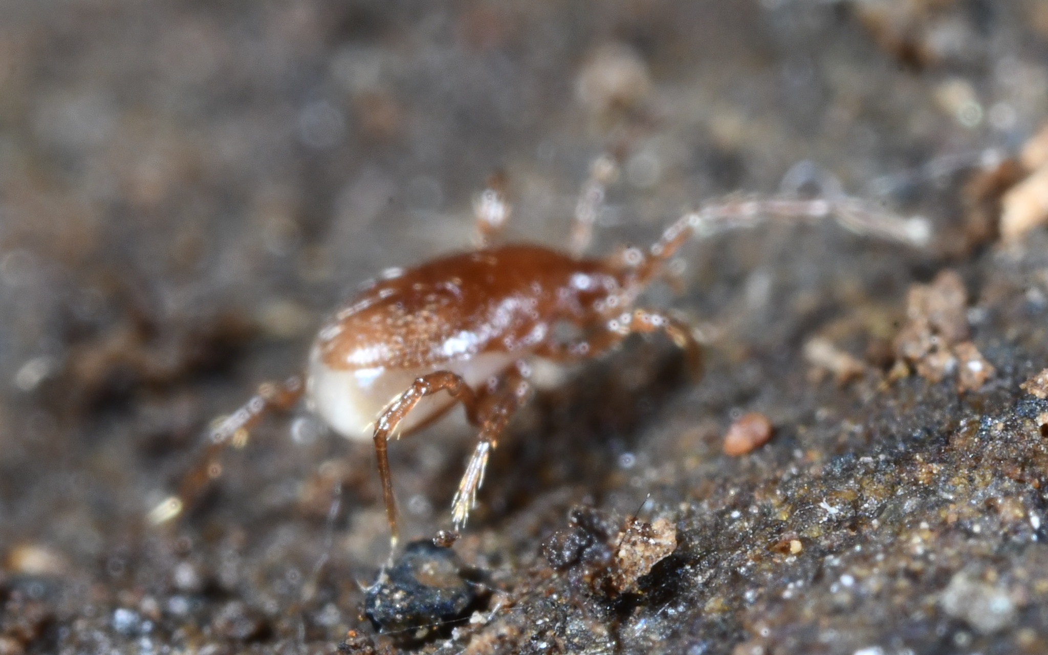 Pergamasus Berlese