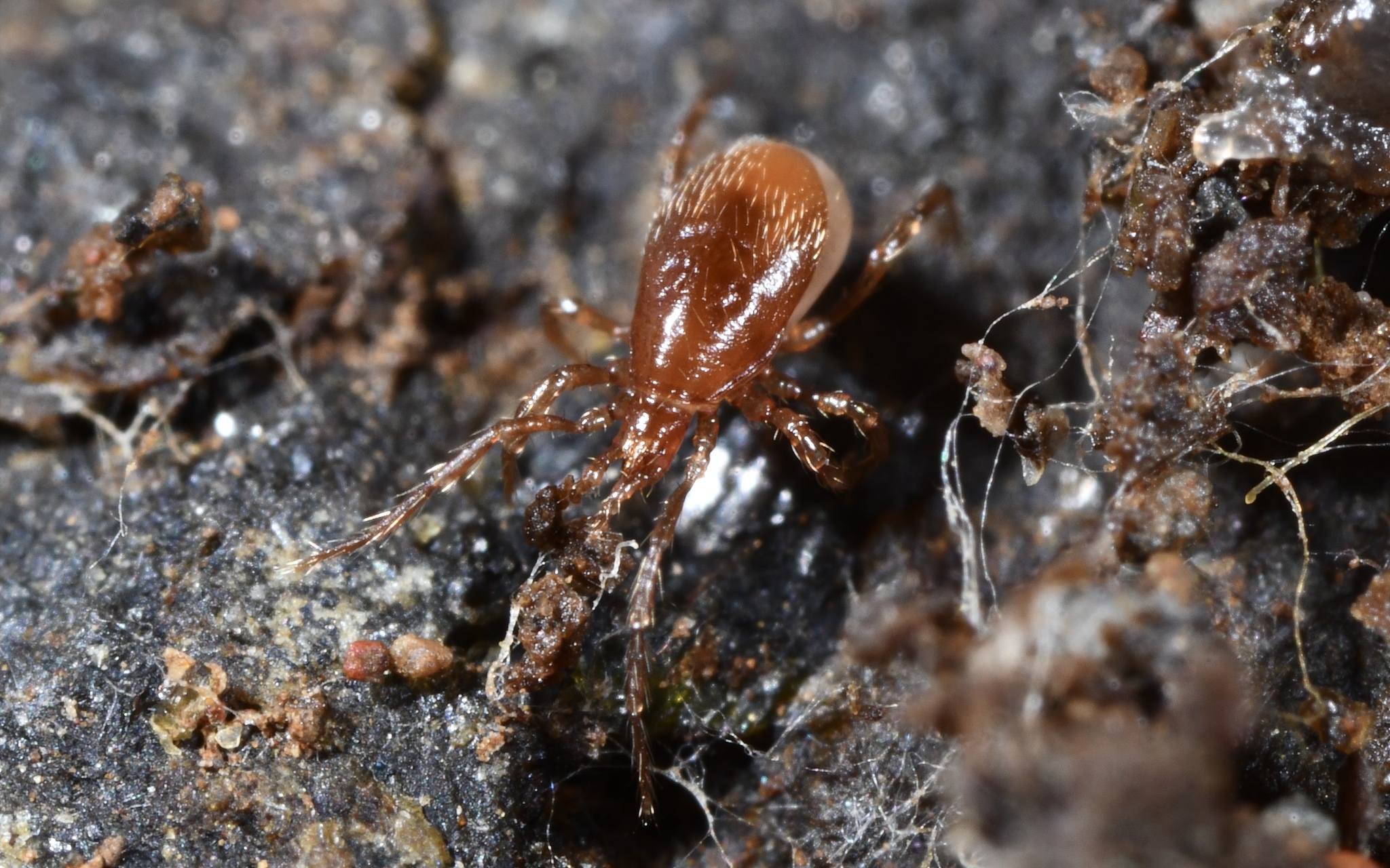 Pergamasus Berlese