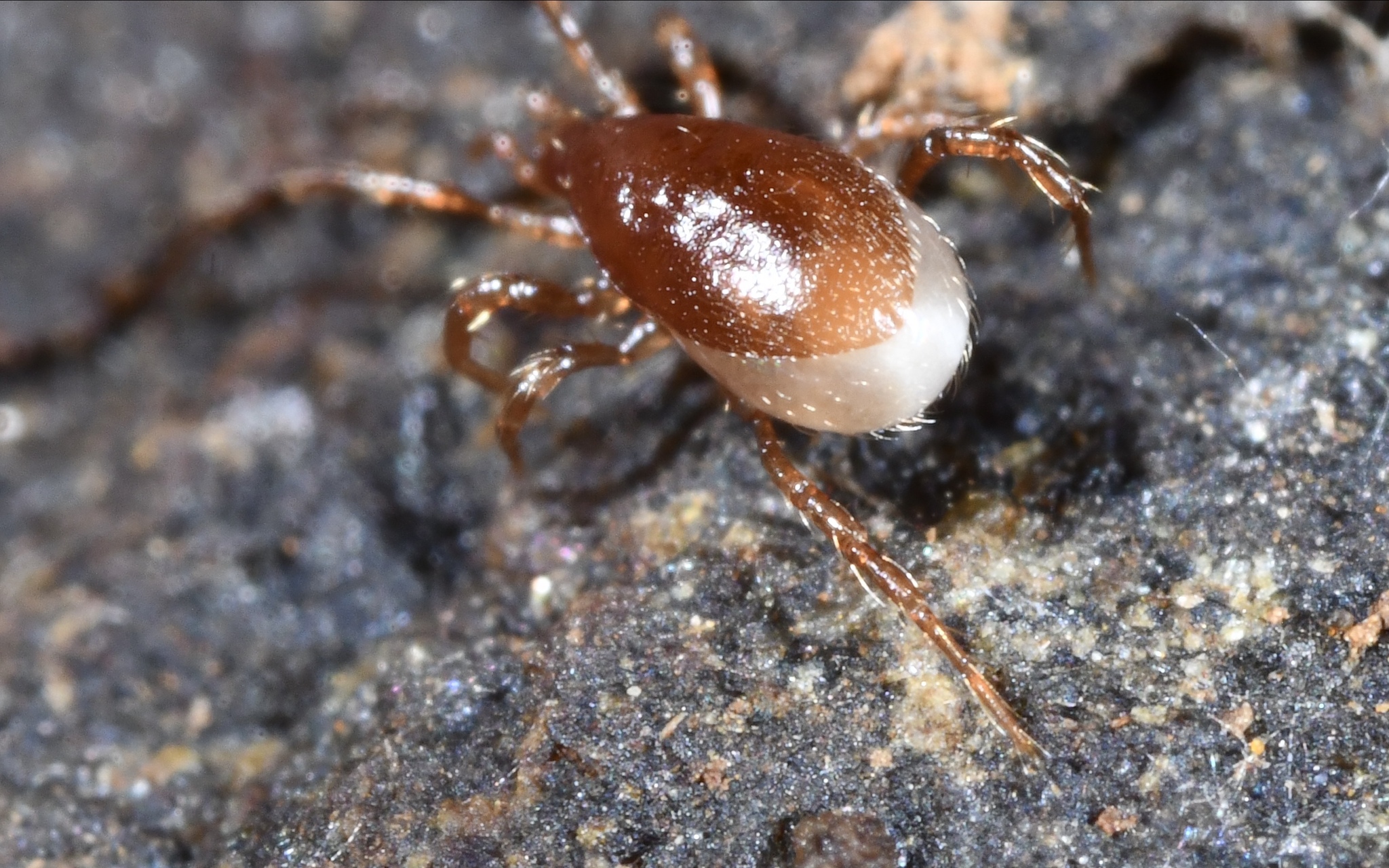 Pergamasus Berlese