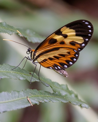 Polymnia Tigerwing photo 2