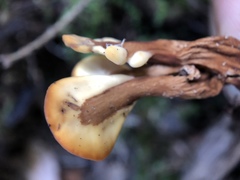 Spathulariopsis velutipes