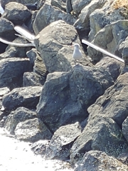 Larus heermanni