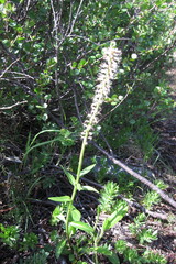 Macropodium nivale
