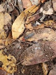 Mastigoproctus tohono